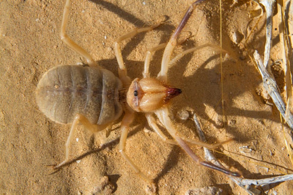 Camel Spider Facts