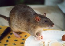 Get Rid of the Mice using Mouse Repellent
