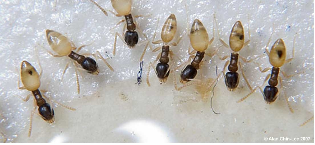 How to Get Rid of Ghost Ants Effectively Do It Yourself