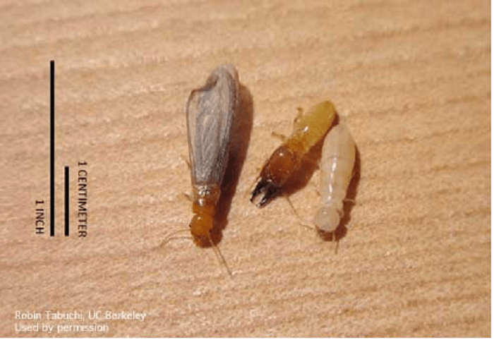 How To Get Rid Of Drywood Termites