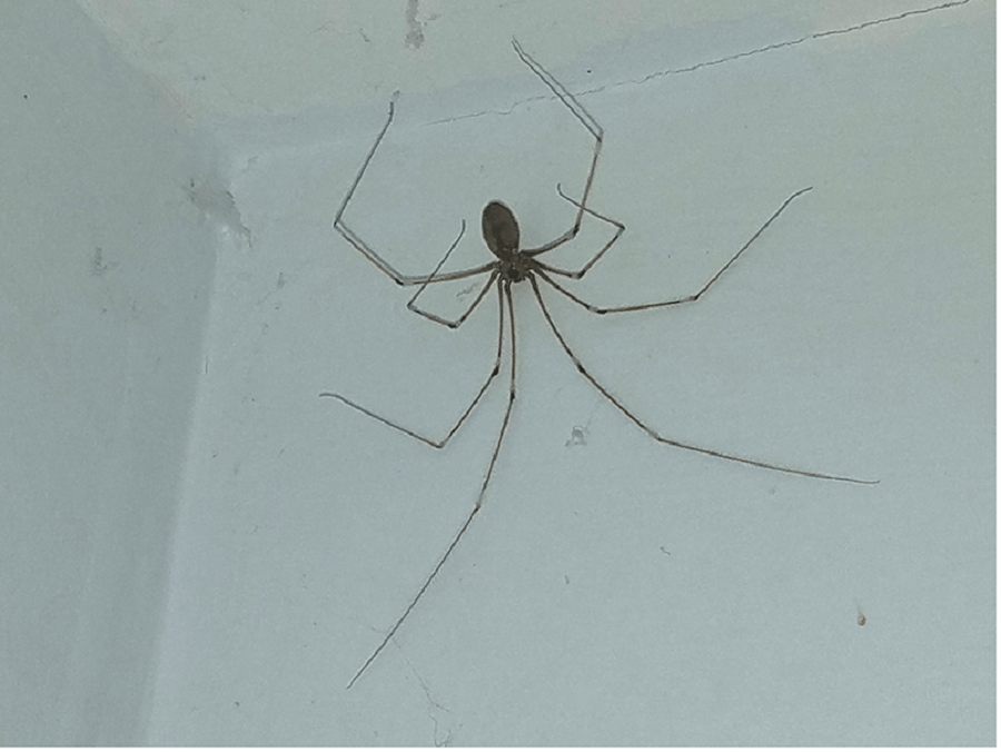 How do you get cellar spiders inside your house