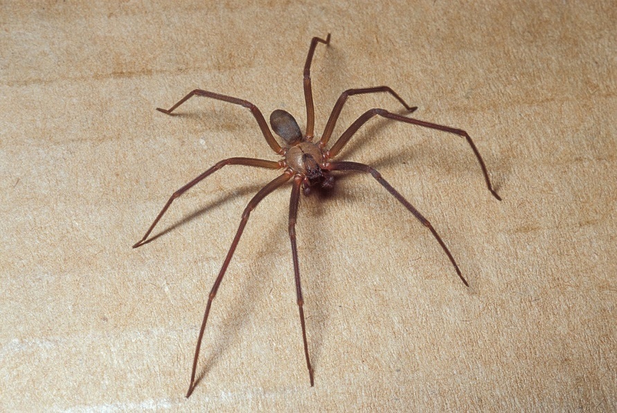 How to Get Rid of Brown Recluse Spiders simple