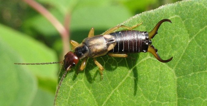 How to Get Rid of Earwigs in Potted Plants Permanently