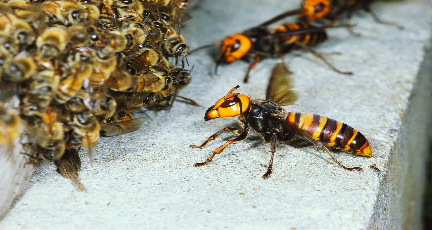 How to Get Rid of Hornets