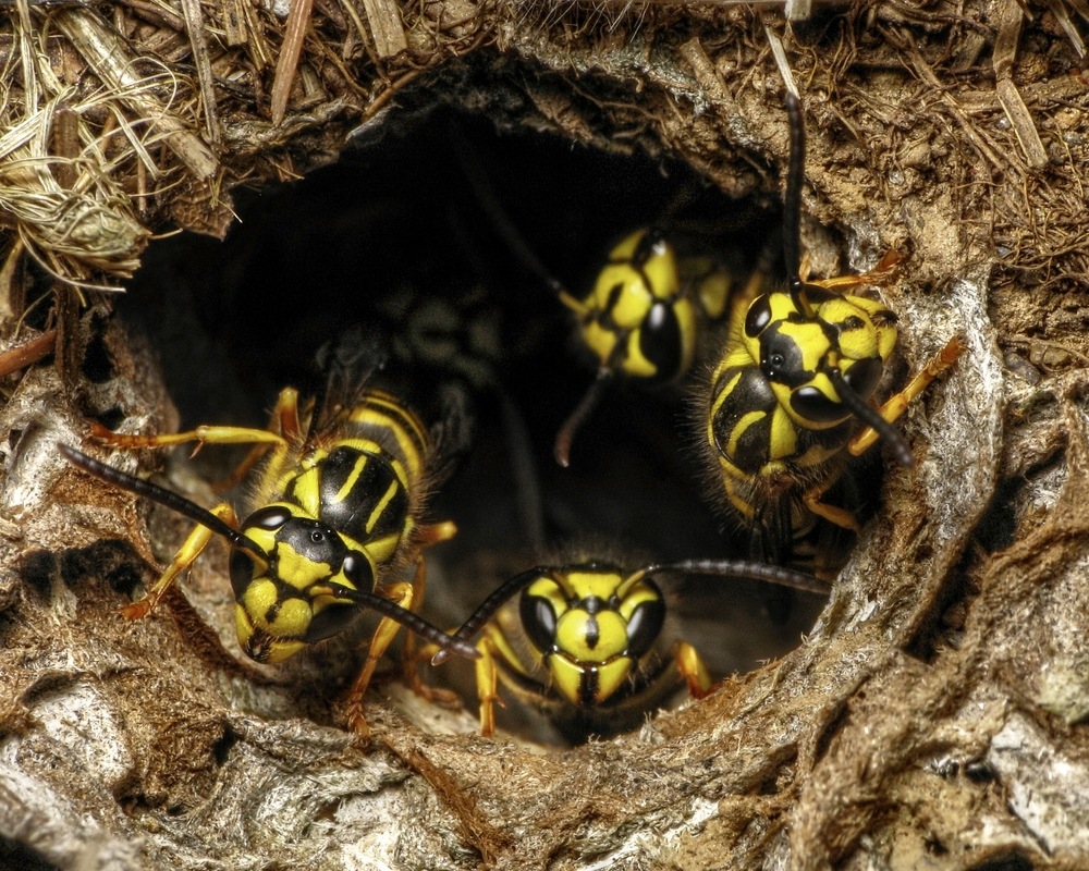 How to Get Rid of Yellow Jacket Nest