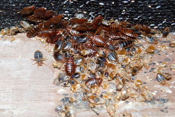 Natural Home Remedies to Get Rid of Bed Bugs