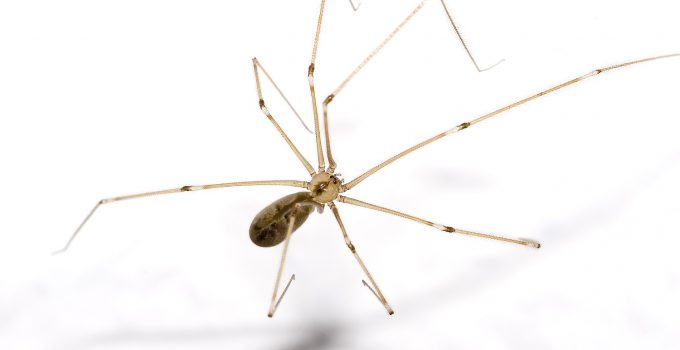 The appearance of cellar spider