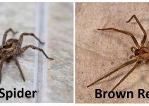 Wolf Spider Vs Brown Recluse Difference