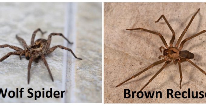 Wolf Spider Vs Brown Recluse Difference