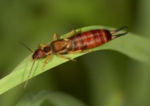 how to get rid of earwigs from your house