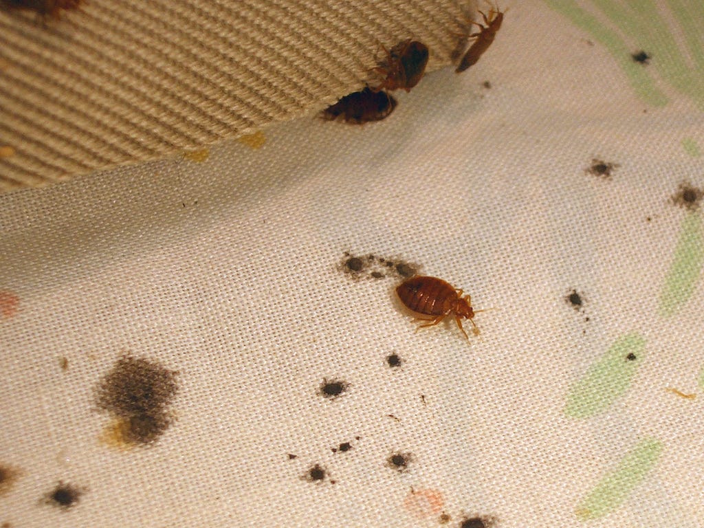 Bed Bug Infestation Early Signs