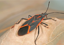 Boxelder Bugs Facts 