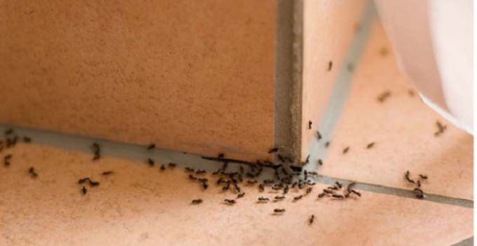 How to Get Rid of Ants In Your House