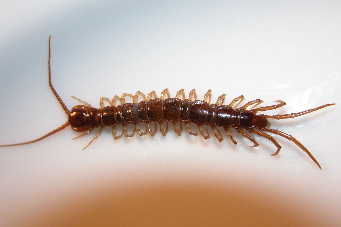 How to Get Rid of House Centipedes