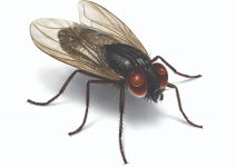 How to Get Rid of House Flies Naturally