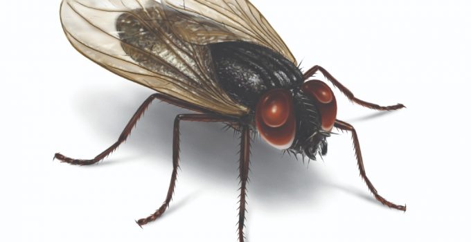 How to Get Rid of House Flies Naturally