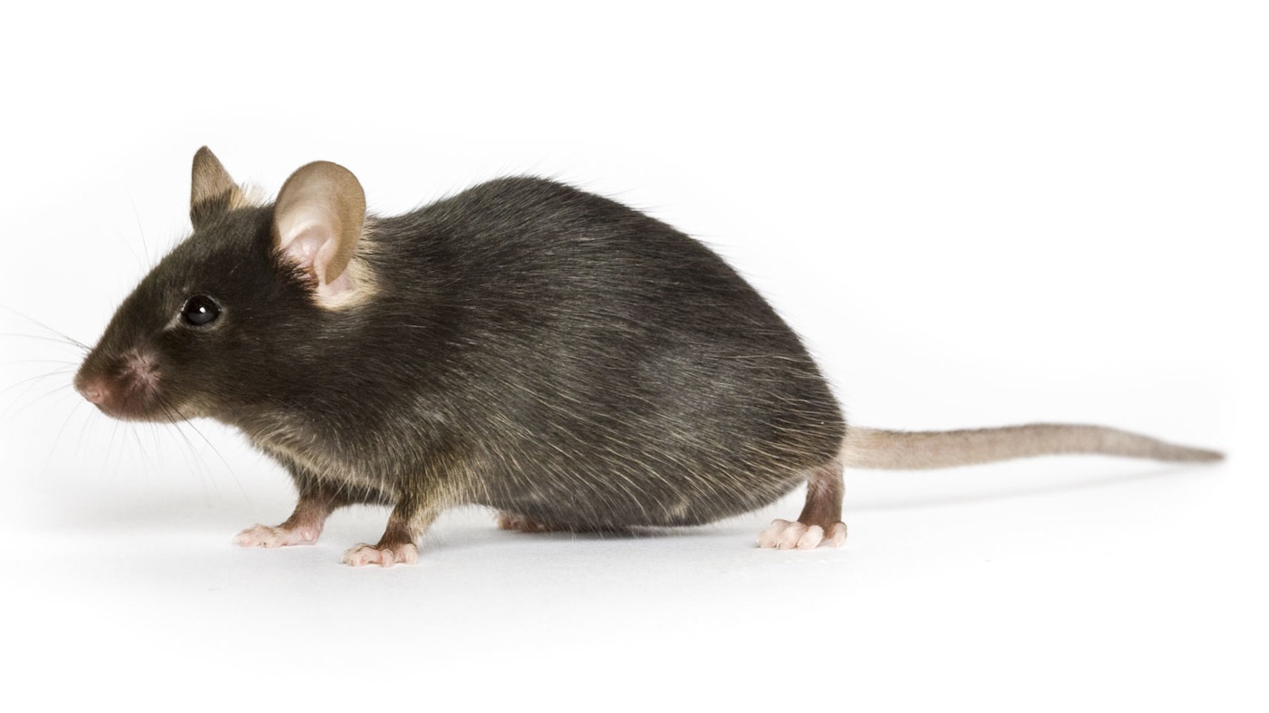 How to Get Rid of Mice In Your House