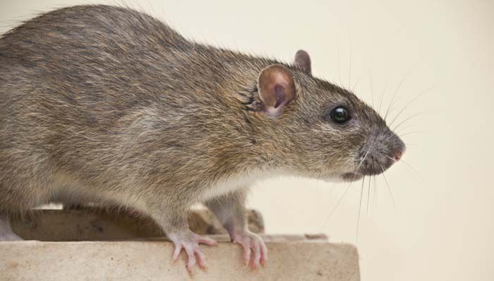 How to Get Rid of Rats Naturally