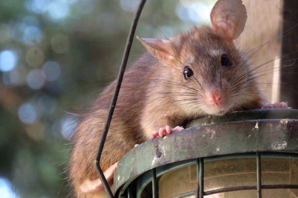How to Get Rid of Rats Using Essential Oils