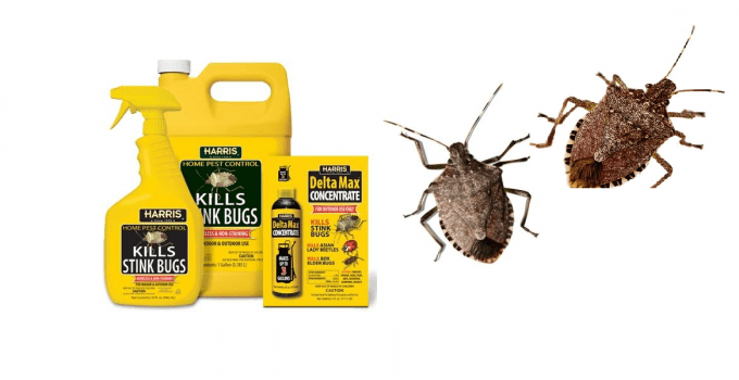How to Get Rid of Stink Bugs Using Pesticide Products In Your House