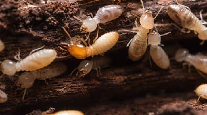 How to Get Rid of Termites In Your House