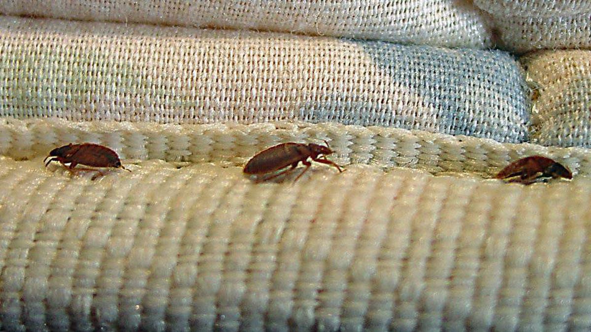 How to Tell if You Have Bed Bugs