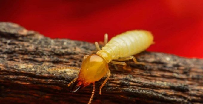 Natural Termites Control