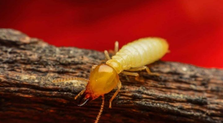 Natural Termites Control