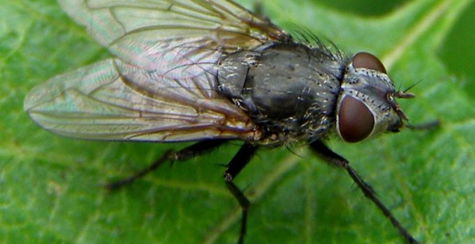 Natural Ways to Get Rid of Cluster Flies