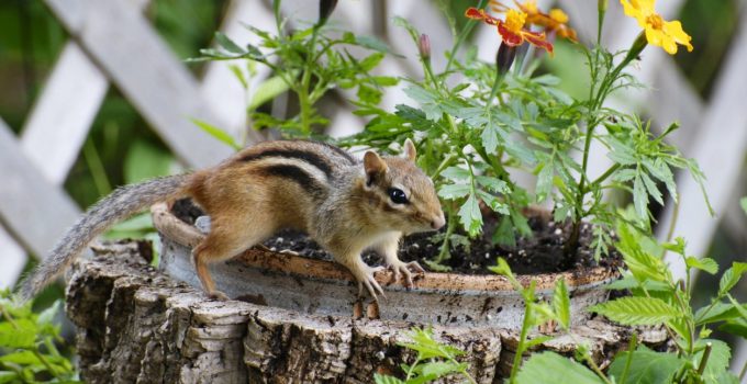chipmunks prevention in garden