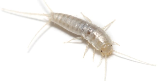 Why You Have Silverfish