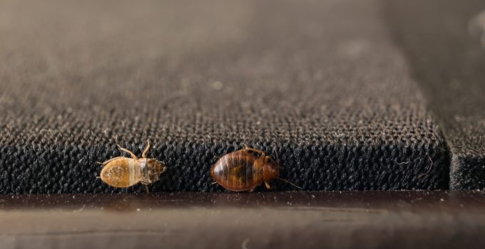 Bedbugs Move From Place to Place