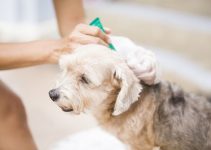 Flea Bites On Dogs How To Prevent Flea Bites On Your Puppies