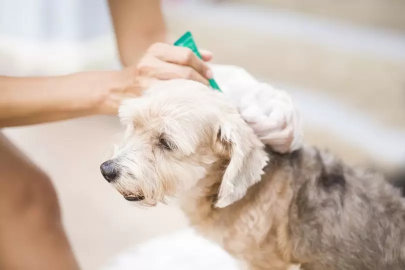 Flea Bites On Dogs How To Prevent Flea Bites On Your Puppies