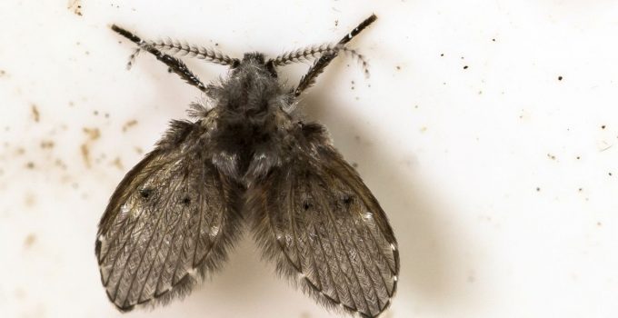 How to Control Drain Flies