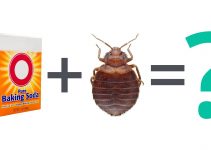 How to Use Baking Soda To Kill Bedbugs