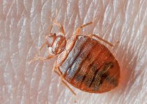 How to Check For Bed Bugs