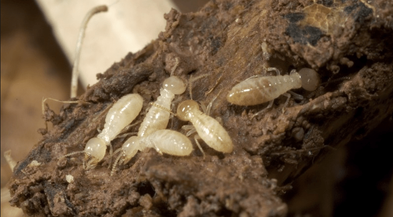 House is Infested with Termite