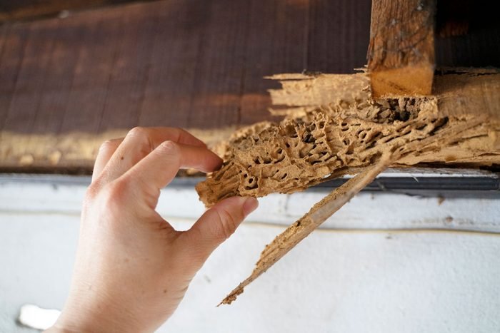 How to Identify the Signs of Termite Damage in Drywall