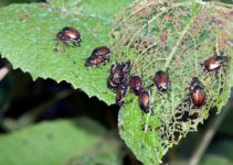 The Benefits of Integrated Pest Management (IPM)