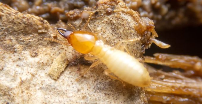 What Attracts Termites in The House