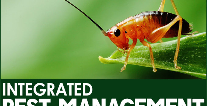 What is Integrated Pest Management