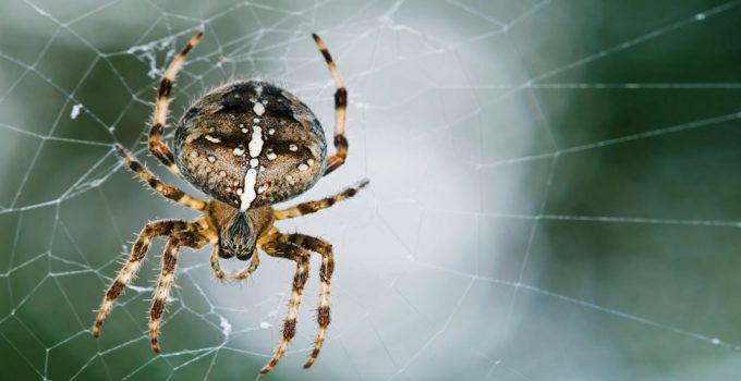 Are Garden Spider Poisonous