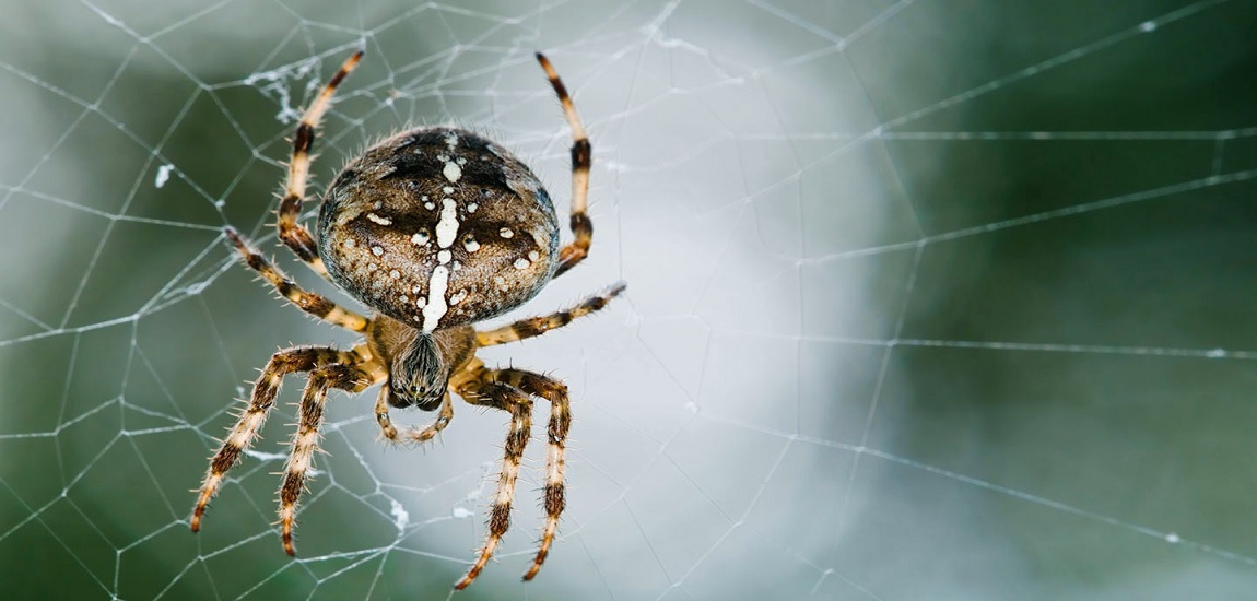Are Garden Spider Poisonous