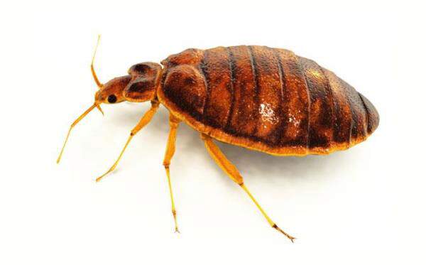 Do Bed Bugs Have Wings