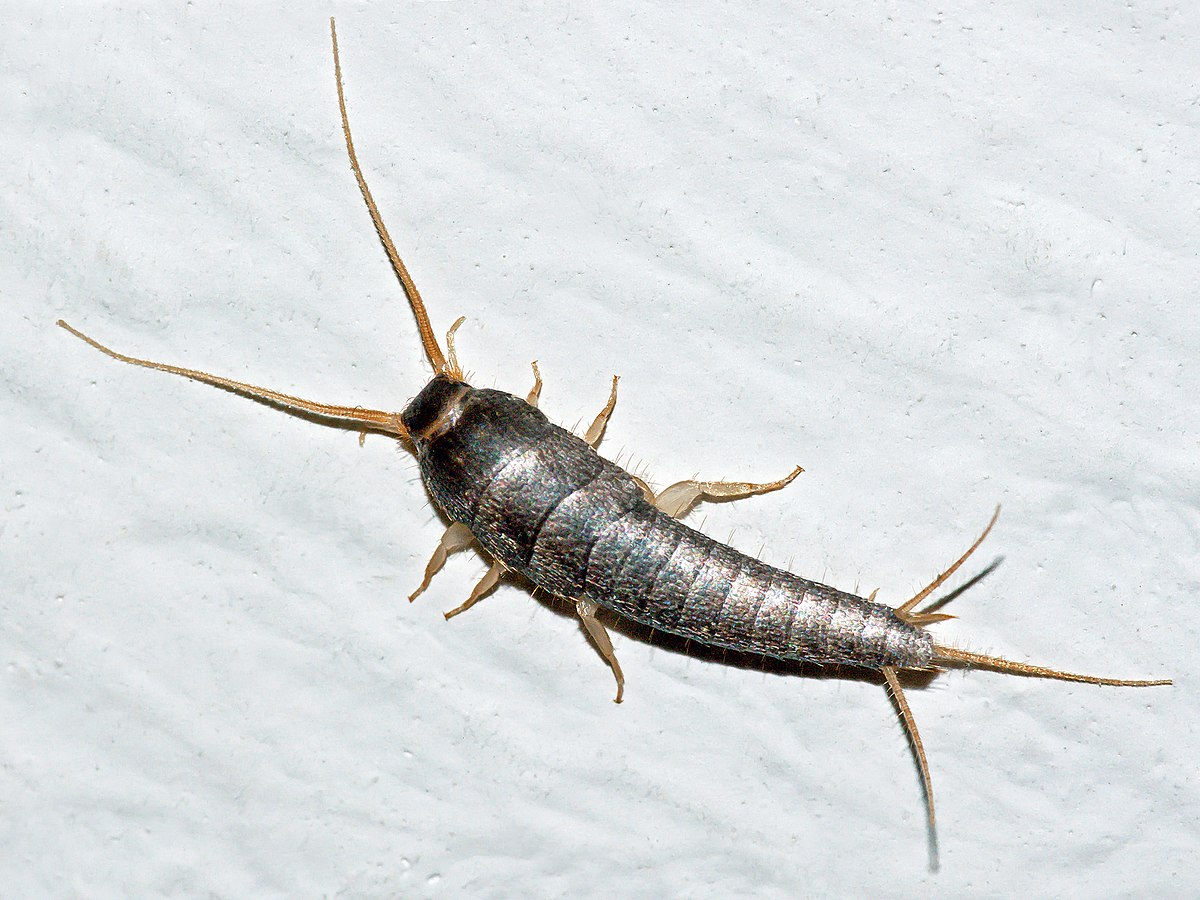 How Do Silverfish Get in Your Home
