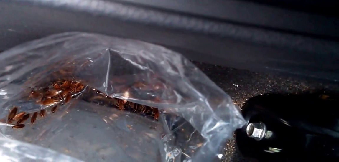 How to Get Rid of Cockroaches in Your Car