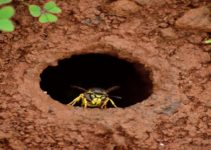 How to Get Rid of a Wasp Nest in the Ground