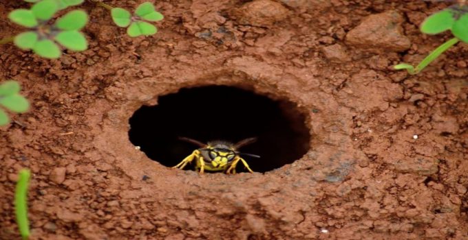 How to Get Rid of a Wasp Nest in the Ground