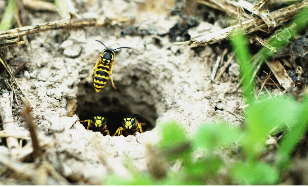 How to get rid of a wasp nest in the ground fast